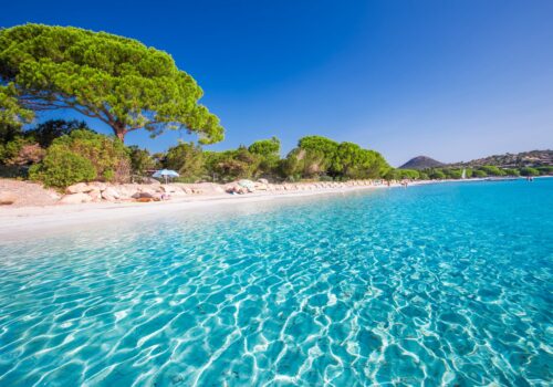 Sandy Santa Giulia beach with pine trees and azure clear water, Corsica, France, Europe.
