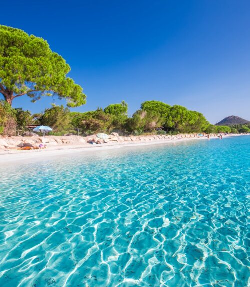 Sandy Santa Giulia beach with pine trees and azure clear water, Corsica, France, Europe.